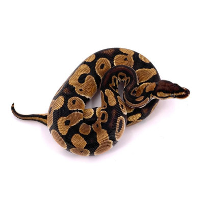 Python regius Classique het Piebald Ultramel Axanthic TSK mâle ou femelle Python regius Classique het Piebald Ultramel Axanthic TSK mâle ou femelle