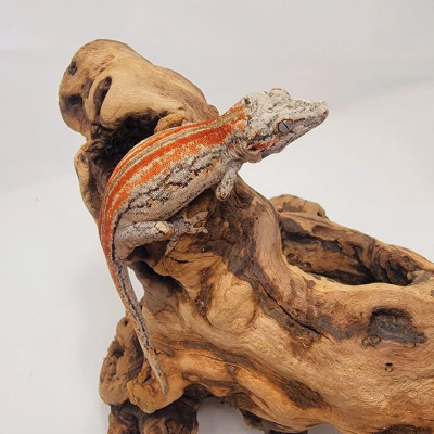 Découvrez nos Rhacodactylus auriculatus - Gecko gargouille Red Stripe Découvrez nos Rhacodactylus auriculatus - Gecko gargouille Red Stripe