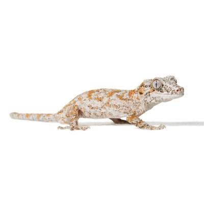 Gecko gargouille orange réticulé mâle ou femelle - Rhacodactylus auriculatus élevé en captivité Gecko gargouille orange réticulé mâle ou femelle - Rhacodactylus auriculatus élevé en captivité