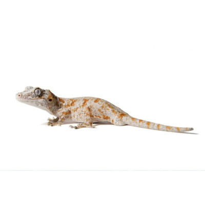 Rhacodactylus auriculatus orange réticulé - Gecko gargouille motif unique Rhacodactylus auriculatus orange réticulé - Gecko gargouille motif unique