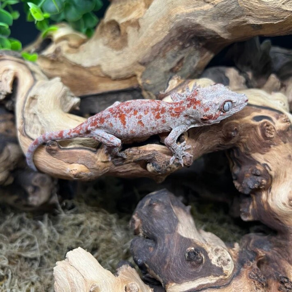 Rhacodactylus auriculatus - Gecko gargouille red réticulé (non sexé)