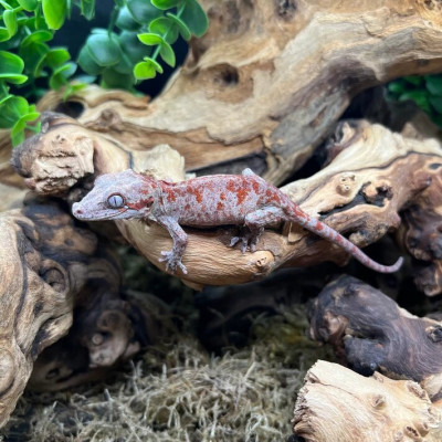 Gecko gargouille red réticulé non sexé - Rhacodactylus auriculatus élevé en captivité Gecko gargouille red réticulé non sexé - Rhacodactylus auriculatus élevé en captivité