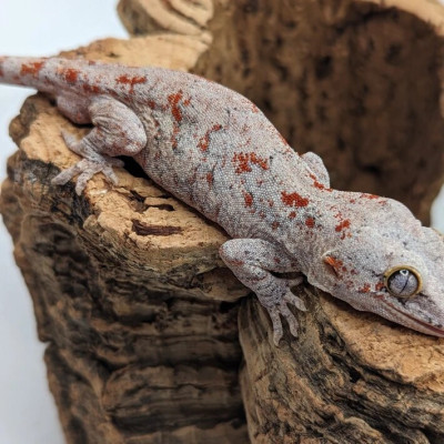 Achat gecko gargouille mâle motif rouge Achat gecko gargouille mâle motif rouge
