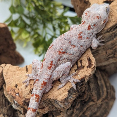 Rhacodactylus auriculatus red réticulé en terrarium arboricole Rhacodactylus auriculatus red réticulé en terrarium arboricole