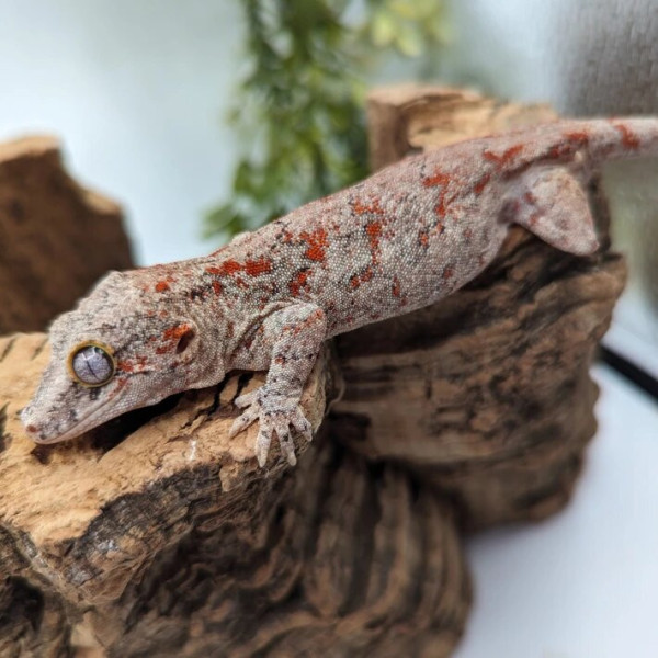 Rhacodactylus auriculatus - Gecko gargouille red réticulé (mâle)