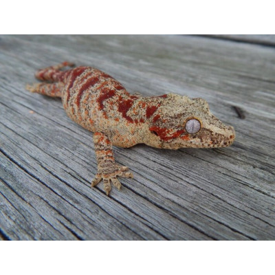 Photo contractuelle gecko gargouille red réticulé disponible en Europ Photo contractuelle gecko gargouille red réticulé disponible en Europ