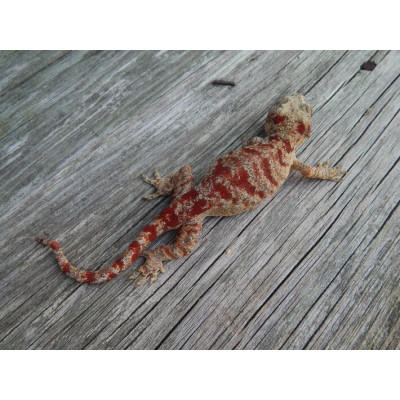Gecko gargouille red réticulé femelle - Rhacodactylus auriculatus élevé en captivité Gecko gargouille red réticulé femelle - Rhacodactylus auriculatus élevé en captivité