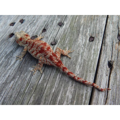 Rhacodactylus auriculatus Red réticulé femelle à vendre Rhacodactylus auriculatus Red réticulé femelle à vendre