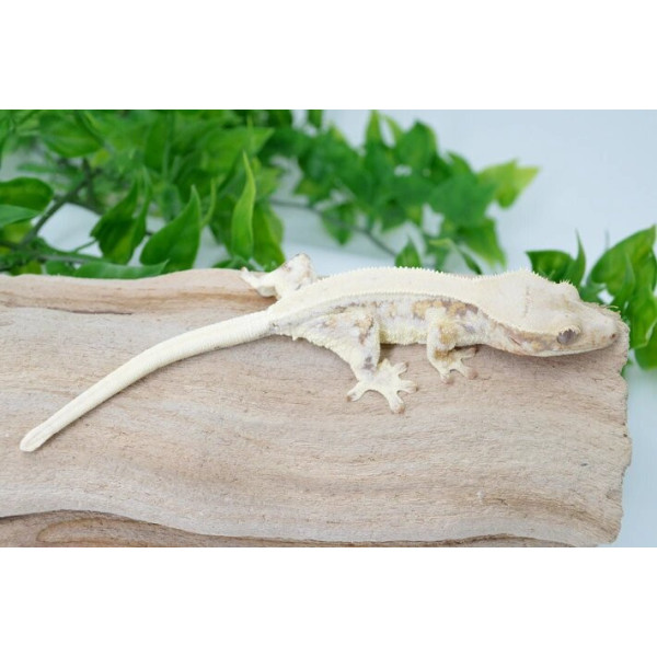 Correlophus ciliatus - Gecko à crête harlequin pinstripe (femelle ou mâle)