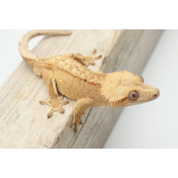 Correlophus ciliatus - Gecko à crête red dalmatien (femelle ou mâle - taches uniques)