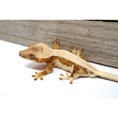 Gecko à crête lilly white non sexé, femelle ou mâle - Correlophus ciliatus morph blanc exclusif
