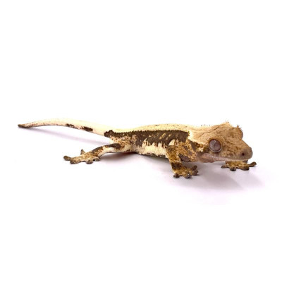 Gecko à crête lilly white non sexé, femelle ou mâle - Correlophus ciliatus morph blanc exclusif Gecko à crête lilly white non sexé, femelle ou mâle - Correlophus ciliatus morph blanc exclusif