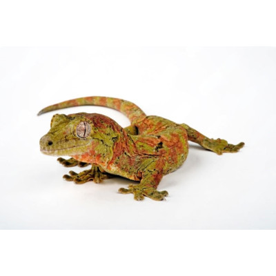 Gecko mousse Mniarogekko chahoua juvénile non sexé à vendre Gecko mousse Mniarogekko chahoua juvénile non sexé à vendre
