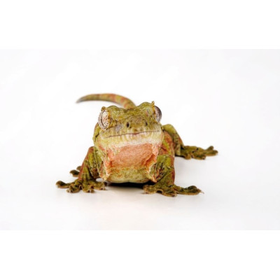 Mniarogekko chahoua - Gecko mousse de Nouvelle-Calédonie Mniarogekko chahoua - Gecko mousse de Nouvelle-Calédonie