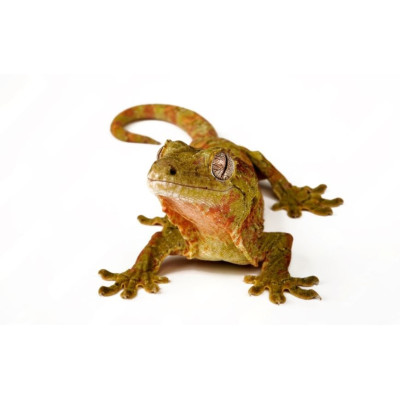 Gecko mousse Mniarogekko chahoua - Non sexé/mâle/femelle Gecko mousse Mniarogekko chahoua - Non sexé/mâle/femelle