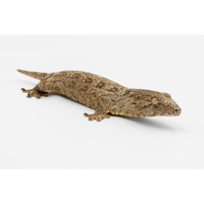 Achat gecko géant Nuu ana - Rhacodactylus leachianus juvénile Achat gecko géant Nuu ana - Rhacodactylus leachianus juvénile