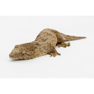 Achat gecko géant Nuu ana - Rhacodactylus leachianus juvénile Achat gecko géant Nuu ana - Rhacodactylus leachianus juvénile