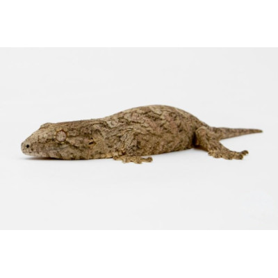 Achat gecko géant Nuu ana - Rhacodactylus leachianus juvénile Achat gecko géant Nuu ana - Rhacodactylus leachianus juvénile