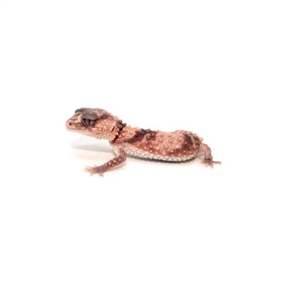 Gecko à queue bossue annelée Nephrurus wheeleri cinctus juvénile - Espèce australienne unique Gecko à queue bossue annelée Nephrurus wheeleri cinctus juvénile - Espèce australienne unique