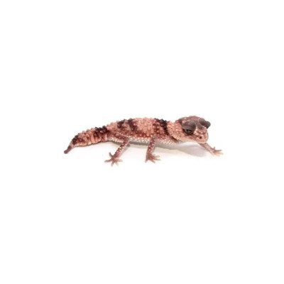 Nephrurus wheeleri cinctus - Gecko à queue bossue élevé en captivité Nephrurus wheeleri cinctus - Gecko à queue bossue élevé en captivité