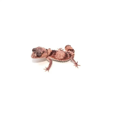 Gecko à queue bossue annelée - Nephrurus wheeleri cinctus juvénile disponible à la vente Gecko à queue bossue annelée - Nephrurus wheeleri cinctus juvénile disponible à la vente