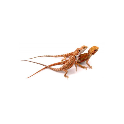 agame barbu juvénile à vendre, Pogona vitticeps, lézard exotique en captivité