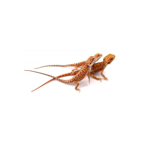 Pogona vitticeps – Agame barbu juvénile coloré (Mix Color) 12-15 cm