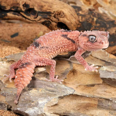 Nephrurus wheeleri cinctus à vendre Nephrurus wheeleri cinctus à vendre