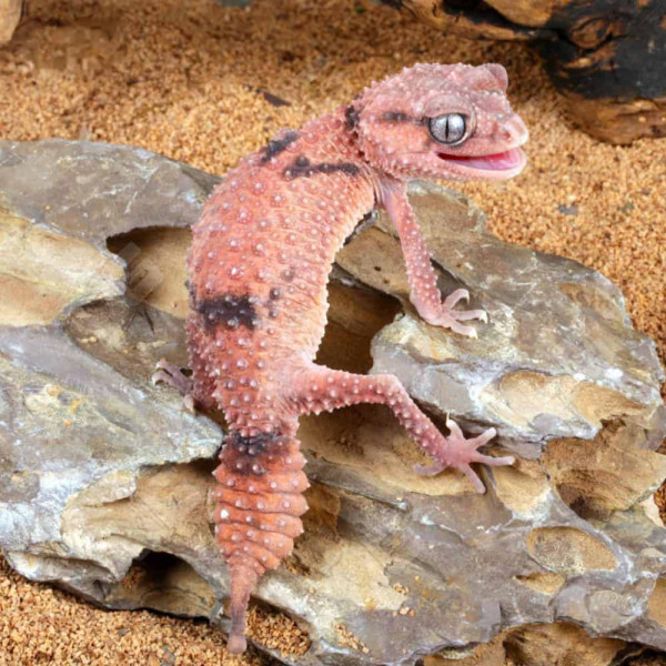Nephrurus wheeleri cinctus - Gecko à queue bossue annelée (mâle ou femelle)