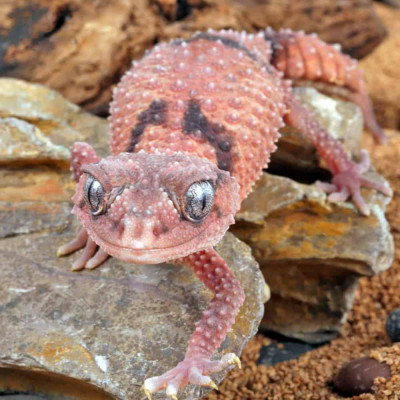 Nephrurus wheeleri cinctus juvénile - Gecko à queue bossue annelée élevé en captivité (non sexé, mâle ou femelle) Nephrurus wheeleri cinctus juvénile - Gecko à queue bossue annelée élevé en captivité (non sexé, mâle ou femelle)