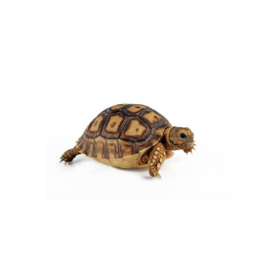 Tortue sulcata juvénile non sexable 5-8 cm à vendre Tortue sulcata juvénile non sexable 5-8 cm à vendre