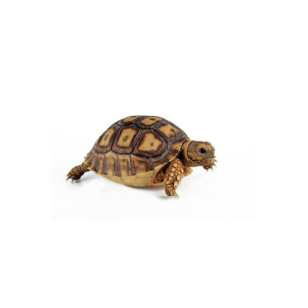 Centrochelys sulcata - Tortue sillonnée juvénile non sexable (5-8 cm)