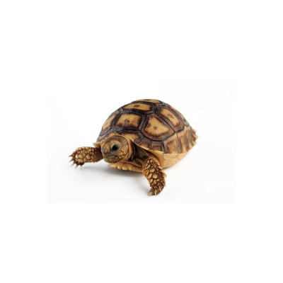 Tortue sillonnée juvénile NAC exotique en vente ferme urbaine Tortue sillonnée juvénile NAC exotique en vente ferme urbaine