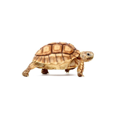 Centrochelys sulcata bébé tortue sillonnée pour adoption en ligne Centrochelys sulcata bébé tortue sillonnée pour adoption en ligne