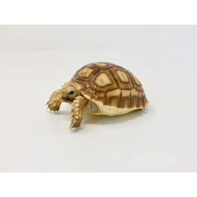 Tortue sulcata juvénile non sexable 8-15 cm à vendre Tortue sulcata juvénile non sexable 8-15 cm à vendre
