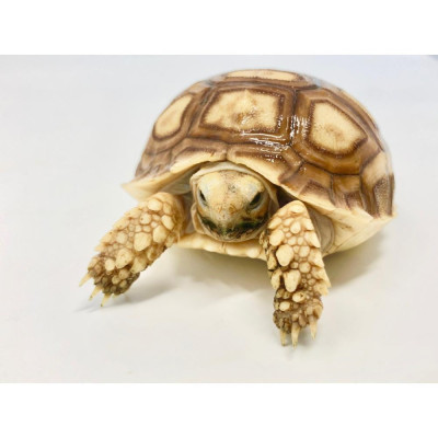entrochelys sulcata tortue sillonnée juvénile non sexable en vente entrochelys sulcata tortue sillonnée juvénile non sexable en vente