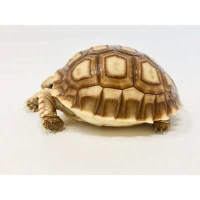 Bébé tortue sillonnée Centrochelys sulcata 8-15 cm adoption NAC Bébé tortue sillonnée Centrochelys sulcata 8-15 cm adoption NAC
