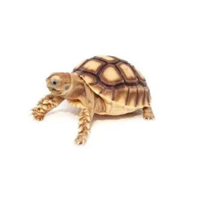 Tortue sulcata juvénile non sexable 15-25 cm à vendre Tortue sulcata juvénile non sexable 15-25 cm à vendre
