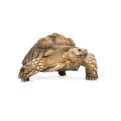 Centrochelys sulcata - Tortue sillonnée adulte mâle ou femelle Centrochelys sulcata - Tortue sillonnée adulte mâle ou femelle