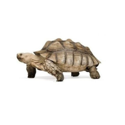 Centrochelys sulcata - Tortue sillonnée adulte mâle ou femelle Centrochelys sulcata - Tortue sillonnée adulte mâle ou femelle