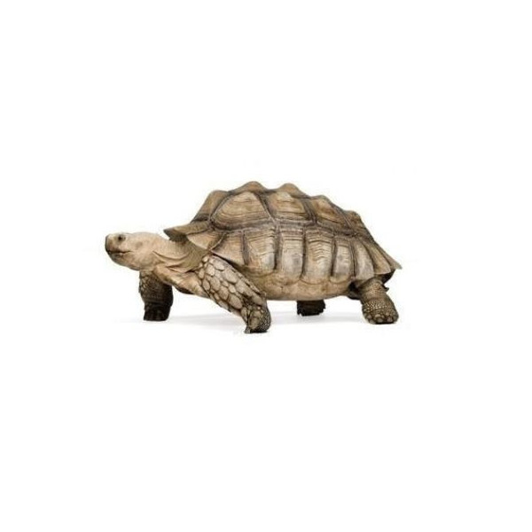 Centrochelys sulcata - Tortue sillonnée adulte mâle ou femelle
