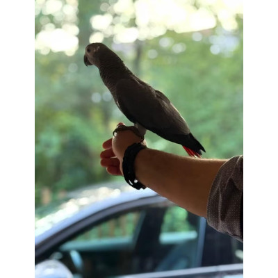 Psittacus erithacus femelle jeune 5 mois perroquet gris du Gabon à vendre Psittacus erithacus femelle jeune 5 mois perroquet gris du Gabon à vendre