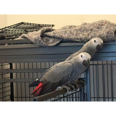 Perroquet gris du Gabon femelle EAM 5 mois - Psittacus erithacus apprivoisé Perroquet gris du Gabon femelle EAM 5 mois - Psittacus erithacus apprivoisé