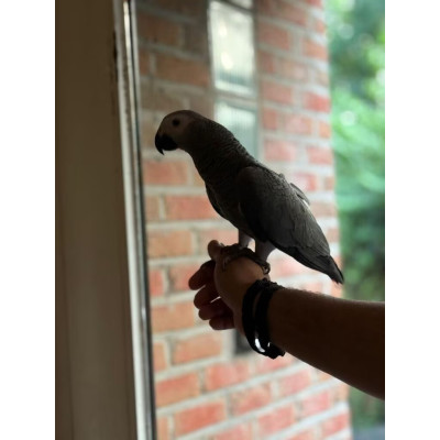 Perroquet gris du Gabon élevé à la main femelle 5 mois - oiseau exotique apprivoisé Perroquet gris du Gabon élevé à la main femelle 5 mois - oiseau exotique apprivoisé
