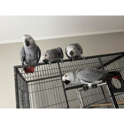 Perroquet gris du Gabon EAM 4 mois à vendre Perroquet gris du Gabon EAM 4 mois à vendre