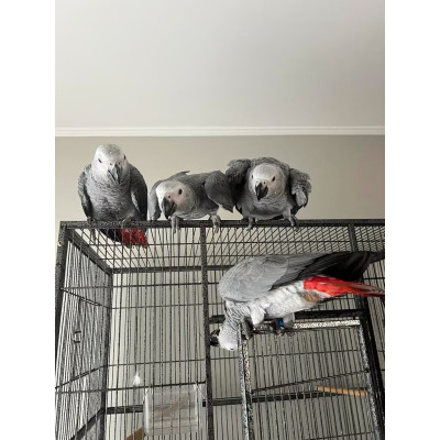 Perroquet gris du Gabon parlant mâle ou femelle EAM Perroquet gris du Gabon parlant mâle ou femelle EAM
