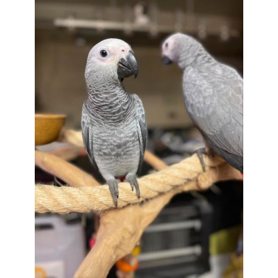 Psittacus erithacus jeune élevé à la main 5 mois Psittacus erithacus jeune élevé à la main 5 mois