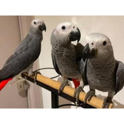Perroquet gris du Gabon mâle ou femelle EAM Perroquet gris du Gabon mâle ou femelle EAM