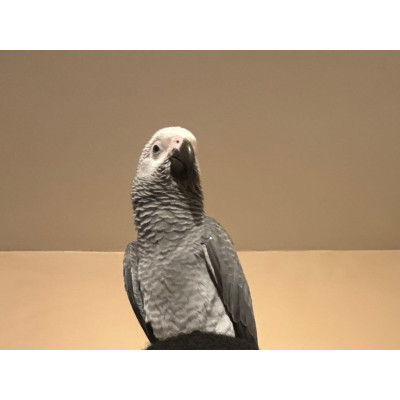 Perroquet gris du Gabon mâle EAM 1 an à vendre - France et Belgique Perroquet gris du Gabon mâle EAM 1 an à vendre - France et Belgique