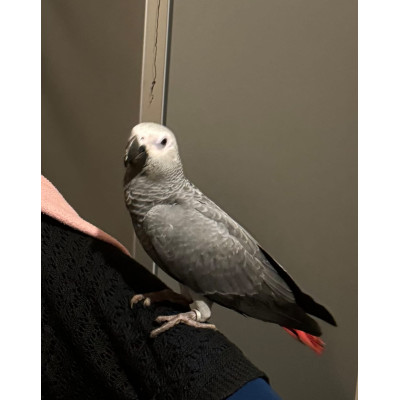 Perroquet gris du Gabon mâle EAM 1 an à vendre - France et Belgique Perroquet gris du Gabon mâle EAM 1 an à vendre - France et Belgique